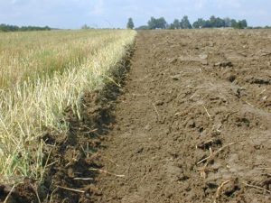 Gassner_Schaelen_Carbon_Farming_448